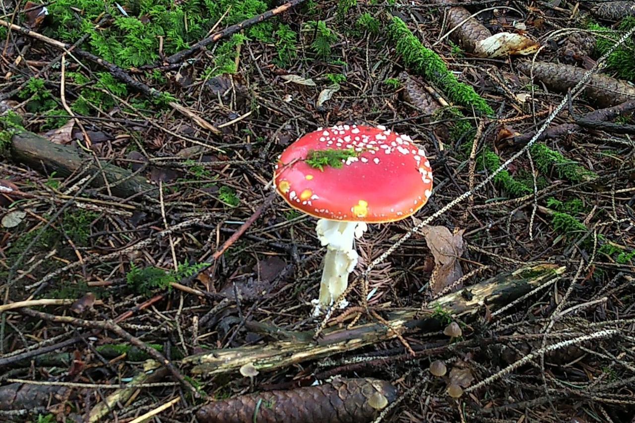 Tiny-Ferienhaeusle Casa Wendy Villa Lossburg Luaran gambar